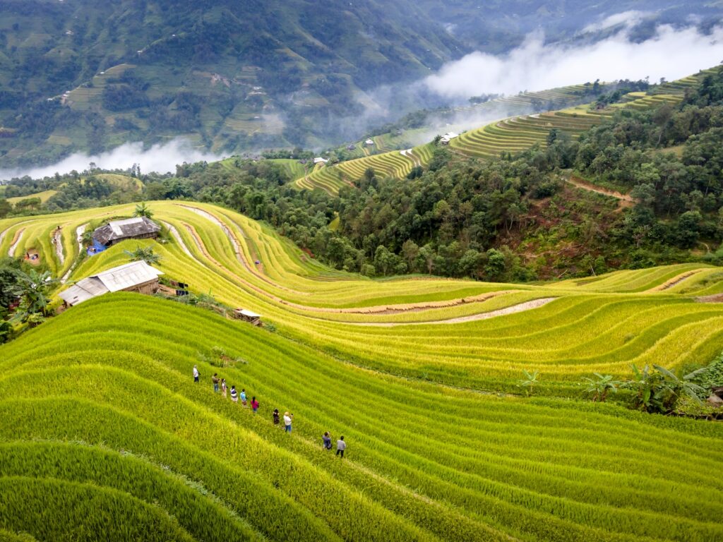 People Standing on a Paddy Field